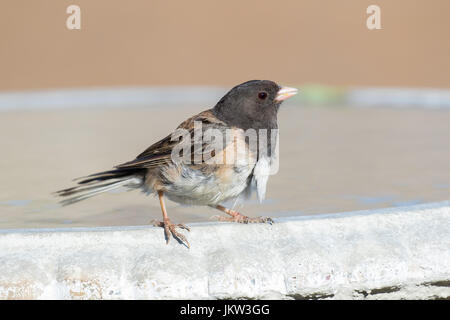 Männliche dunkeläugigen Junco (Junco Hyemalis) thront auf einem Hinterhof Vogeltränke. Stockfoto