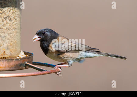 Männliche dunkeläugigen Junco (Junco Hyemalis) Essen in einem Hinterhof Futterhäuschen. Stockfoto