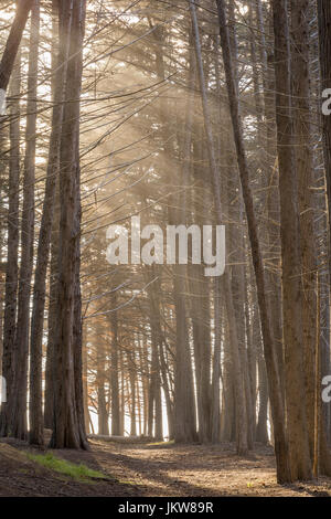 Sonnenstrahlen In den Cypress Grove. Stockfoto