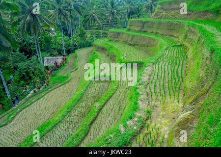 BALI, Indonesien - 5. April 2017: Nicht identifizierten Personen zu Fuß durch die schönen Terrassen mit grüner Reis, in der Nähe von Tegallalang Dorf Ubud, Bali, Indonesien Stockfoto