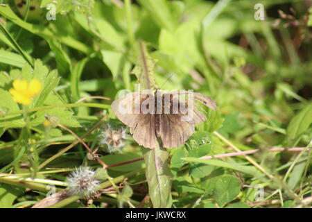 Wiese braun Schmetterling auf Blatt Stockfoto