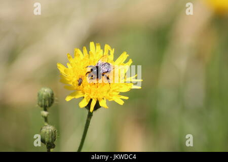 Bumblebee Stockfoto