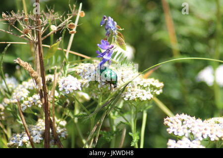 Rose Chafer an Wildblumen Stockfoto