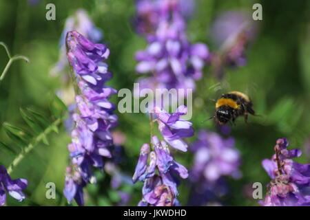 Fliegenden Hummel Stockfoto