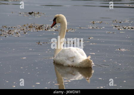 Schwan auf dem Wasser Stockfoto