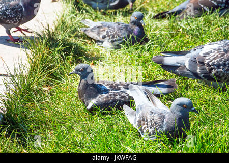 Grauen Tauben auf dem grünen Rasen Stockfoto