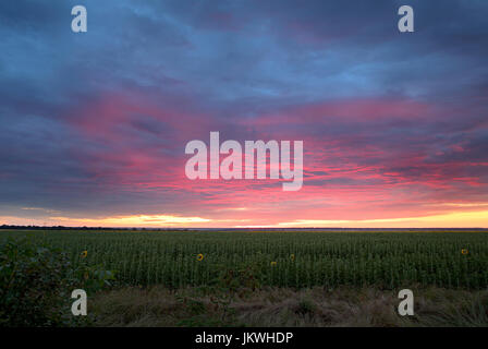 Bunte scharlachrote Sonnenaufgang vor dem Hintergrund eines blauen Wolken über ein Feld mit grünen Sonnenblumen Stockfoto