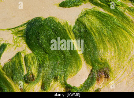 Algen auf den Felsen am Strand - Dennis - Cape Cod Massachusetts, verwend Stockfoto