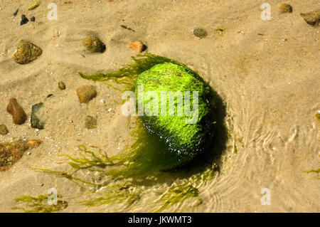 Algen auf den Felsen am Strand - Dennis - Cape Cod Massachusetts, verwend Stockfoto