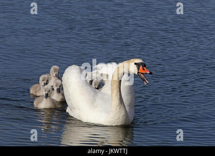 Stummer Schwan (Cygnus olor) / Schwan mit Babys, schwimmen Stockfoto