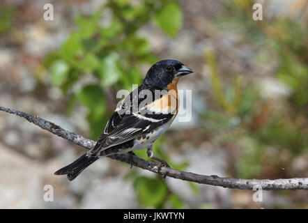 Brambling, Männchen im Zuchtgefieder Stockfoto