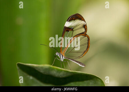 Ein Glasswinged Schmetterling ruht auf einem Blatt Stockfoto