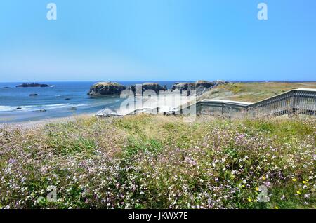 Wildblumen mit Blick auf die Treppe hinunter Coquille Point Beach, Bandon, Oregon USA Stockfoto