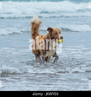 Border-Collie im Meer Stockfoto