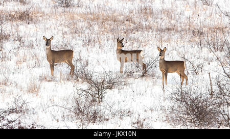 Rehe im Winter Wiese (Capreolus Capreolus) Stockfoto