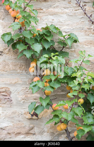 Prunus armeniaca. Fruchtiger Espalier-Aprikosenbaum auf einer Steinmauer in Anyho, Northamptonshire, England. Aynho ist als Aprikosendorf bekannt Stockfoto