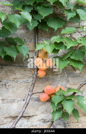 Prunus armeniaca. Fruchtiger Espalier-Aprikosenbaum auf einer Steinmauer in Anyho, Northamptonshire, England. Aynho ist als Aprikosendorf bekannt Stockfoto