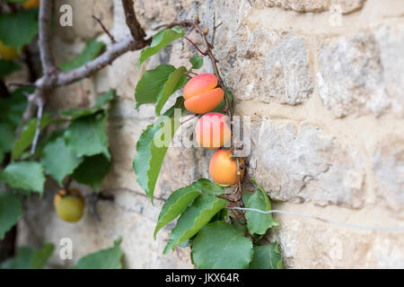 Prunus armeniaca. Fruchtiger Espalier-Aprikosenbaum auf einer Steinmauer in Anyho, Northamptonshire, England. Aynho ist als Aprikosendorf bekannt Stockfoto