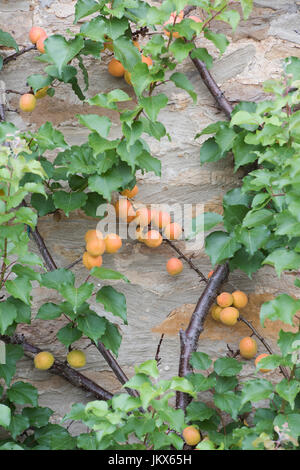 Prunus armeniaca. Fruchtiger Espalier-Aprikosenbaum auf einer Steinmauer in Anyho, Northamptonshire, England. Aynho ist als Aprikosendorf bekannt Stockfoto