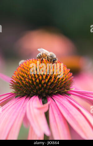 Honigbiene Fütterung auf eine Echinacea "Sommer-cocktail". Sonnenhut Stockfoto