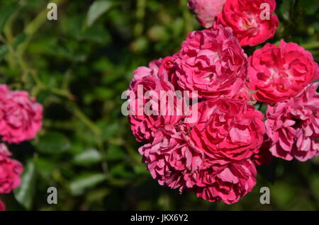 Aromatischen Tee-Rosen Stockfoto