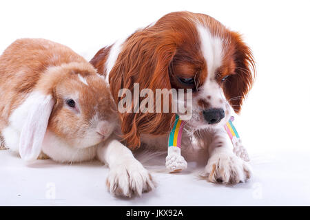 Tierischen Freunden. pet Feinde oder Echte Freundschaft kann wahr sein? Hund und Lop bunny Kaninchen zusammen. Cavalier King Charles Spaniel Fotos. Stockfoto