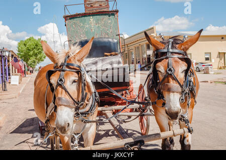 Maultiere herunterziehen Postkutsche Main Street in Tombstone, Arizona Stockfoto