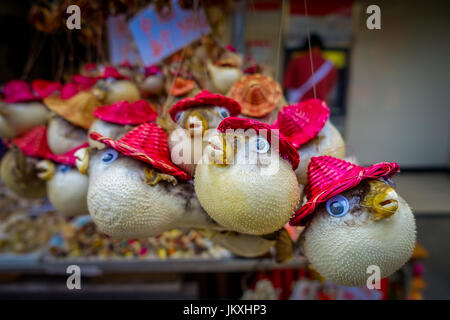 Getrocknete Fugu gemacht von der lokalen Bevölkerung, auf einem Markt in Hong kong Stockfoto