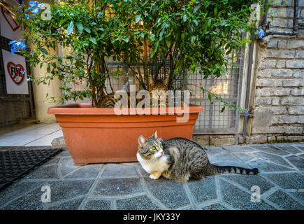 Zwei schöne Katzen faulenzen im Hof der römischen Katze Heiligtum Zuflucht im Torre Argentina in Rom Italien Stockfoto