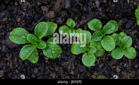 Feldsalat mit Regentropfen wachsen im Boden - Valerianella Locusta bekannt als Feldsalat, Pappmaché, Fetticus, Feldsalat, Nusslisalat, Nuss-Salat, rapunz Stockfoto