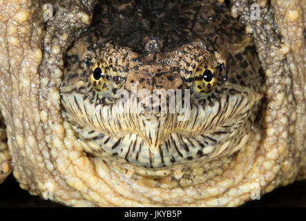 Gemeinsamen Schnappschildkröte (Chelydra Serpentina) Porträt, Ledges Staatspark, Iowa, USA Stockfoto