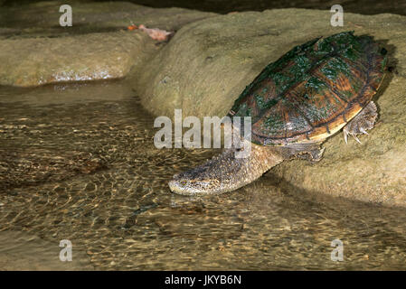 Gemeinsamen Schnappschildkröte (Chelydra Serpentina) wird Wasser aus einem Felsen, Ledges Staatspark, Iowa, USA Stockfoto