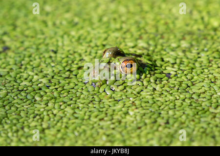 Amerikanischer Ochsenfrosch (Lithobates Catesbeianus oder Rana Catesbeiana) durchsehen Wasserlinsen in einem See, Ledges Staatspark, Iowa, USA. Stockfoto