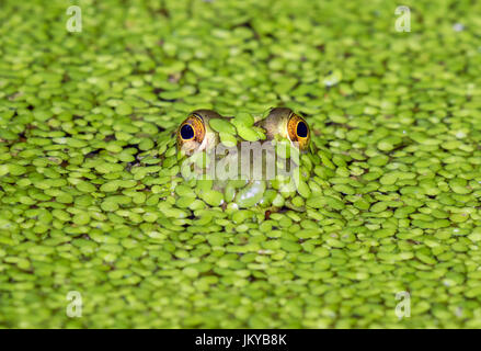 Amerikanischer Ochsenfrosch (Lithobates Catesbeianus oder Rana Catesbeiana) durchsehen Wasserlinsen in einem See, Ledges Staatspark, Iowa, USA. Stockfoto