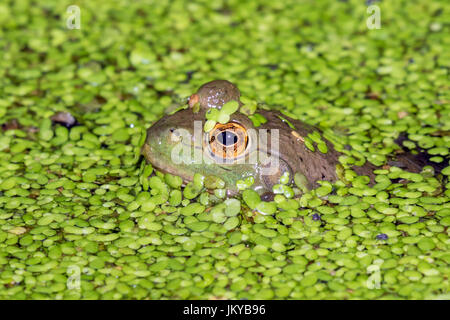 Amerikanischer Ochsenfrosch (Lithobates Catesbeianus oder Rana Catesbeiana) durchsehen Wasserlinsen in einem See, Ledges Staatspark, Iowa, USA. Stockfoto
