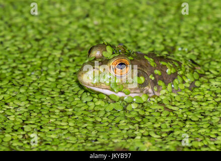 Amerikanischer Ochsenfrosch (Lithobates Catesbeianus oder Rana Catesbeiana) durchsehen Wasserlinsen in einem See, Ledges Staatspark, Iowa, USA. Stockfoto