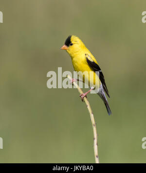 Amerikanische Stieglitz (Carduelis Tristis) auf einem Zweig, Ames, Iowa, USA Stockfoto