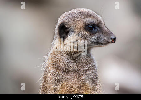 Die Erdmännchen oder Suricate ist eine kleine Carnivoran aus der Familie der Mangusten. Es ist das einzige Mitglied der Gattung Suricata Stockfoto