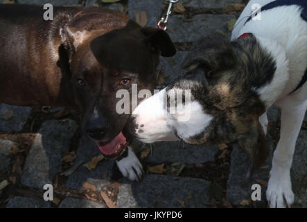 Ein Boxer-Mix und Pit Bull Mix begrüßen einander auf Kopfsteinpflaster und Laub Stockfoto
