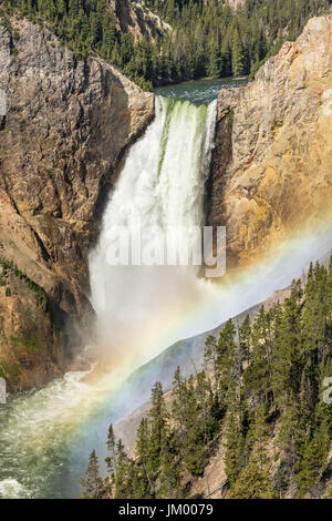 300 Fuß Lower Falls im Grand Canyon des Yellowstone im Yellowstone-Nationalpark, Wyoming Stockfoto