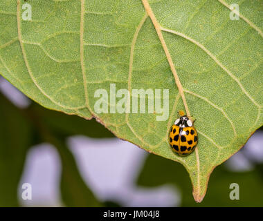 Beige Marienkäfer zu Fuß auf einem Baum Blatt Stockfoto