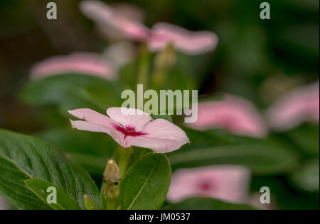 Kleine rosa Immergrün Makrofoto in einem Garten Stockfoto