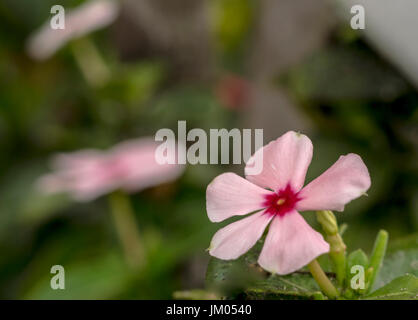 Kleine rosa Immergrün Makrofoto in einem Garten Stockfoto