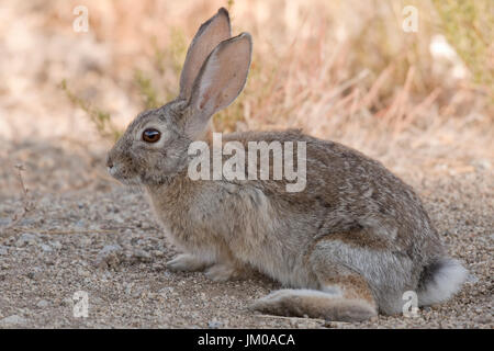 Wüste Cottontail Kaninchen ausruhen im Schatten.  Albuquerque, New Mexico, USA. Stockfoto