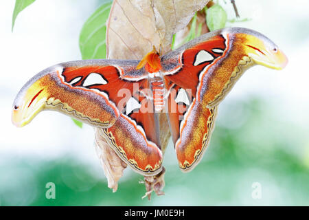 Eine neue Erwachsenen Atlas Moth entstehen aus dem Kokon. Atlas-Motte (Attacus Atlas) ist die weltweit größten Motten in den tropischen und subtropischen Wäldern gefunden Stockfoto