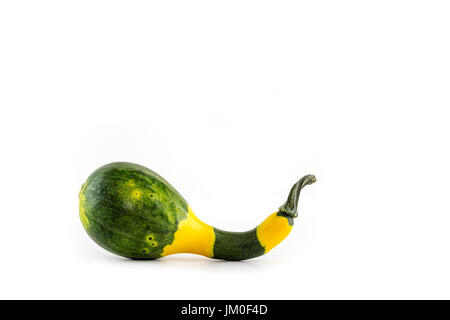 Ein einziger Kürbis (Crookneck Squash) liegt vor einem weißen Hintergrund als ein Cut-Outs Stockfoto