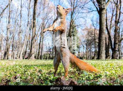 Eichhörnchen stehend auf ihren Hinterbeinen auf Rasen Hintergrund verschwommen park Stockfoto