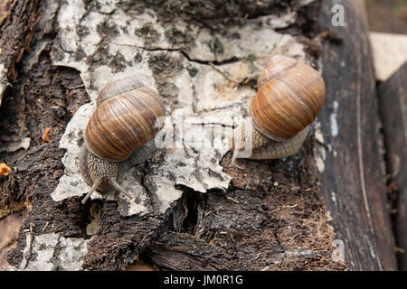 Roman Snail - Helix Pomatia. Helix Pomatia, Trivialnamen der römischen, Burgund, essbare Schnecken oder Schnecken, ist eine Art von großen, essbar, luftatmenden l Stockfoto