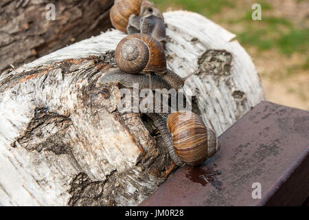 Roman Snail - Helix Pomatia. Helix Pomatia, Trivialnamen der römischen, Burgund, essbare Schnecken oder Schnecken, ist eine Art von großen, essbar, luftatmenden l Stockfoto