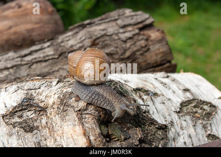 Roman Snail - Helix Pomatia. Helix Pomatia, Trivialnamen der römischen, Burgund, essbare Schnecken oder Schnecken, ist eine Art von großen, essbar, luftatmenden l Stockfoto